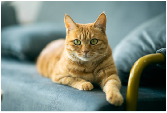 Beautiful orange cat relaxing - trusted pet care