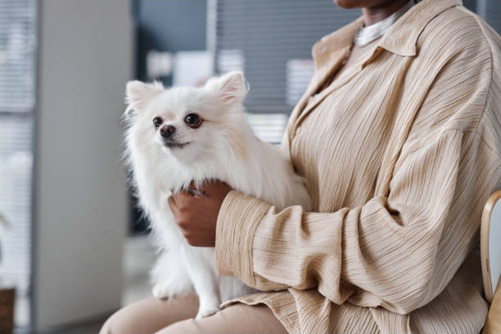 Professional pet care - veterinary professional holding a white fluffy dog
