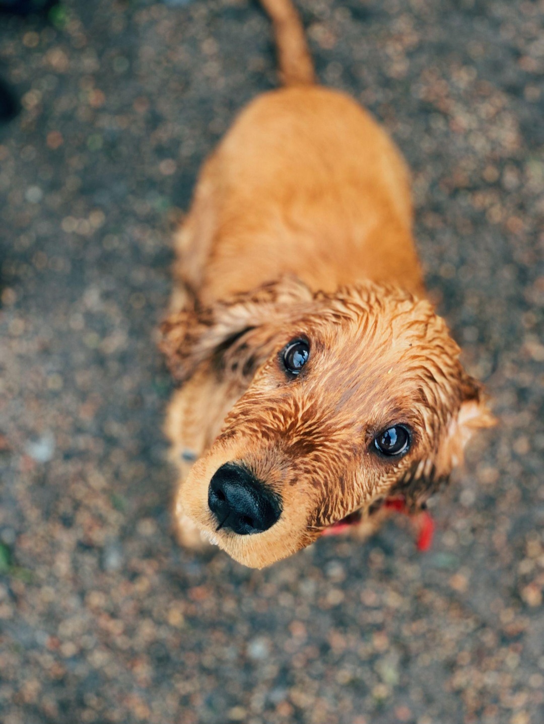 Adorable wet dog looking up - showing the need for pet care and protection